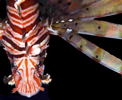 Red Sea again...lionfish from above... by Malcolm Nimmo 